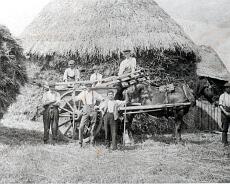 img20220127_0196 Haymaking 1906 at Halstretton Farm On the cart are Jim Lane (L), Joes Smith in hat, Osborn Smith on gearings. In front Gem Smith leaning on fork and Dick Priest...