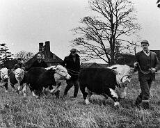 S0804 Will Young leading Vernon, Ted Hewitson leading Valor, Charlie Linzey leading George V, Vic Harper leading Venture which was exported to Argentina for £2000....