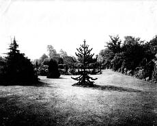 Monkeytree