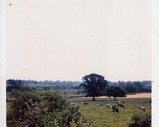 Highfield Farm c1970 The herd of Ayrshire Cattle that Charlie Bull had at Highfield Farm in the early 1970s